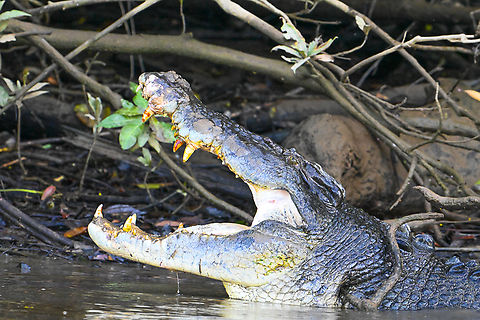 Australian Saltwater Crocodile A morning yawn - Note the teeth Australia,Crocodylus porosus,Geotagged,Saltwater crocodile,Summer