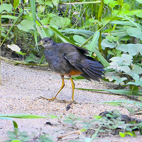 Pale-vented bush hen  Amaurornis moluccana,Australia,Geotagged,Pale-vented bush-hen,Summer