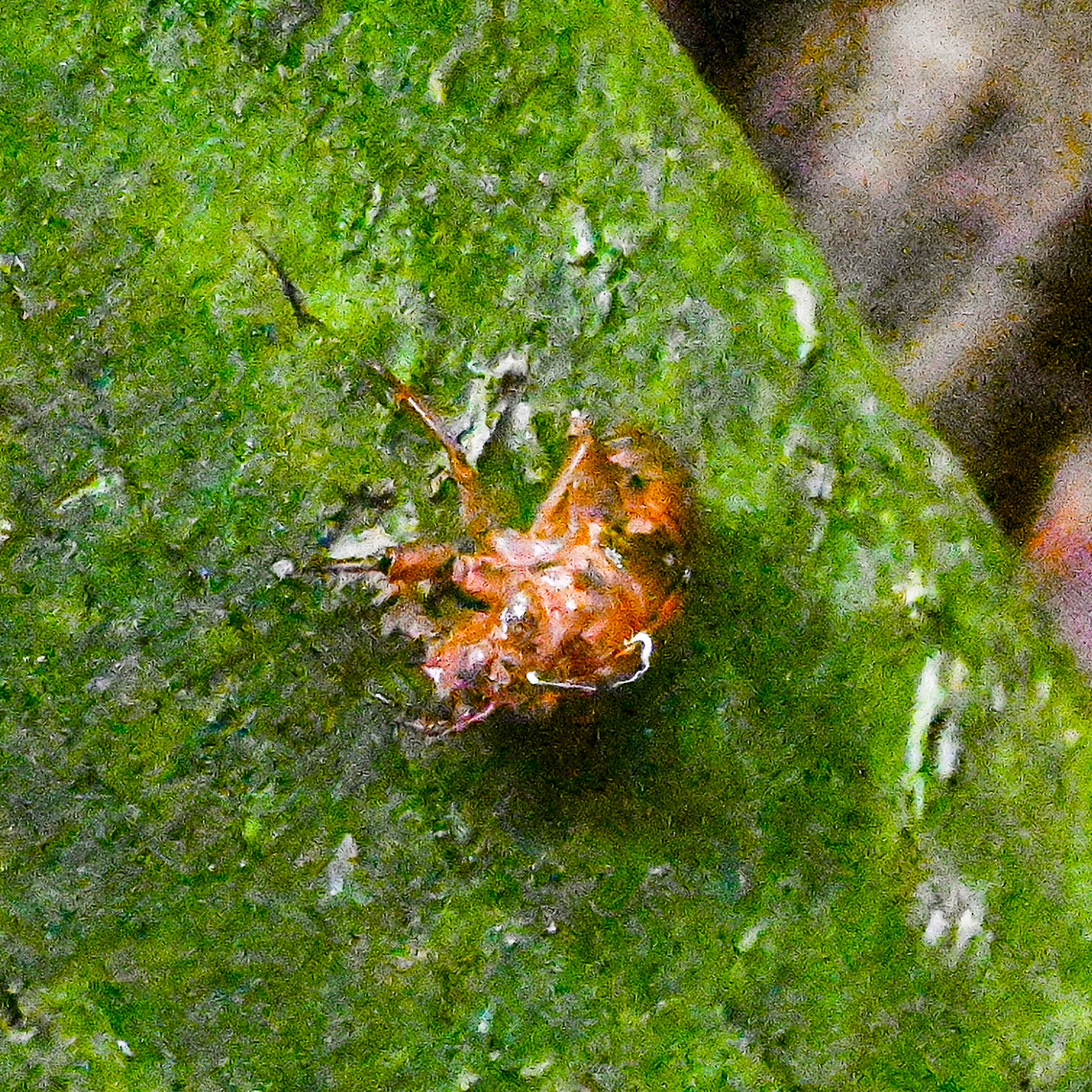 Gasteracantha quadrispinosa (Four-spined Spiny Orbweaver) ? A bit grainy Australia,Gasteracantha quadrispinosa,Geotagged,Summer