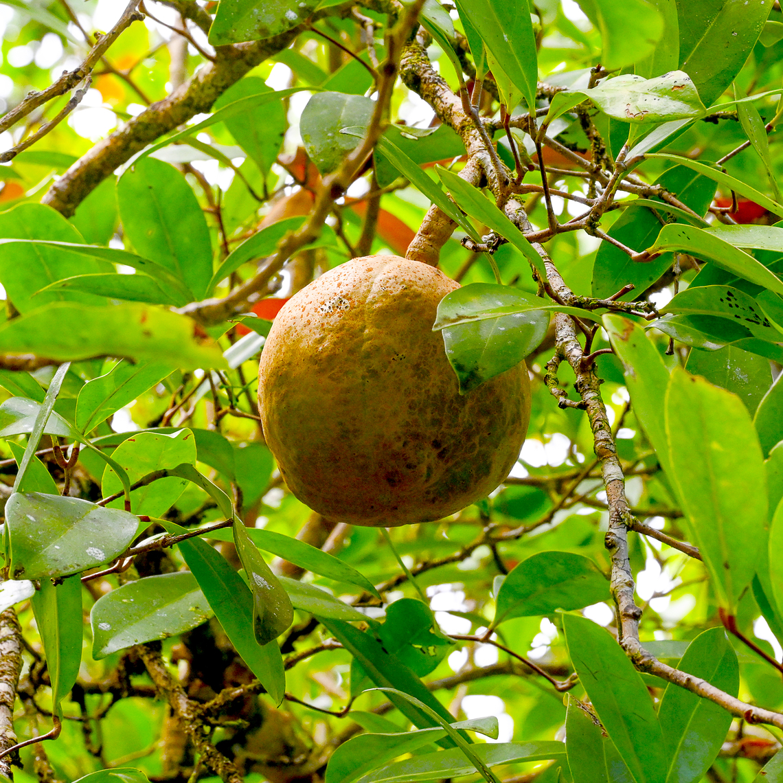 Cannonball Mangrove This fruit &#039;explodes&#039; with a loud pop between June and September scattering many seeds. Australia,Geotagged,Summer,Xylocarpus granatum