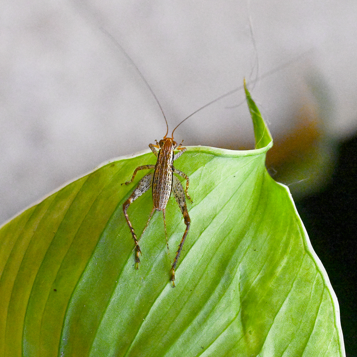 Rainforest chirper - Cardiodactylus novaeguineae A juvenile Australia,Cardiodactylus novaeguineae,Geotagged,Summer