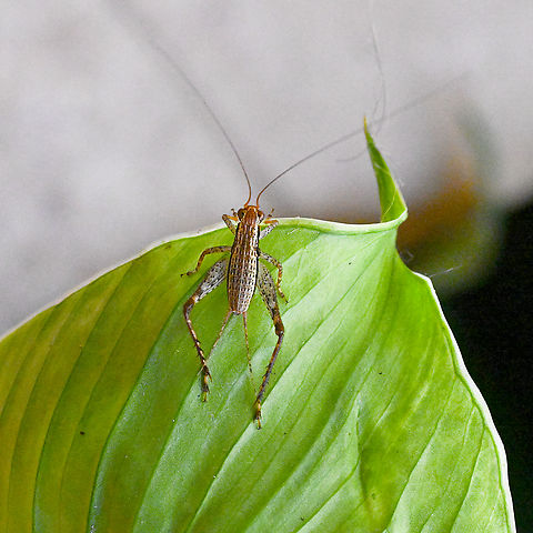 Cardiodactylus novaeguineae