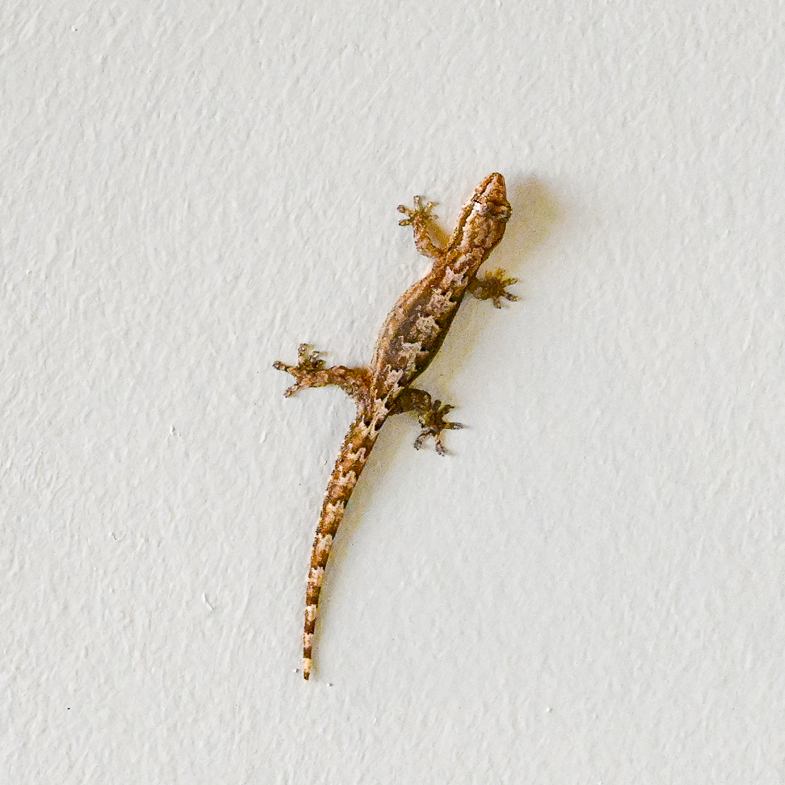 Mourning Gecko - Lepidodactylus lugubris Lots of these little beauties around our rental property Australia,Geotagged,Lepidodactylus lugubris,Mourning Gecko,Summer