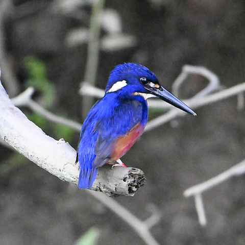 Azure kingfisher Hard to 'catch' Alcedo azurea,Australia,Azure kingfisher,Geotagged,Summer