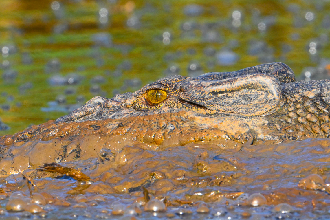 Saltwater Crocodile Semi buried in mud but very alert Australia,Crocodylus porosus,Geotagged,Saltwater crocodile,Summer