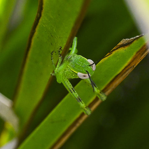 White Masked Hopper Caught a quick glimpse. Australia,Geotagged,Summer