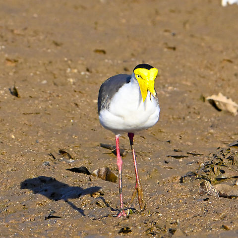 Masked lapwing Only reason I included this was that the 'mask' was the most vibrant I have seen Australia,Geotagged,Masked lapwing,Summer,Vanellus miles