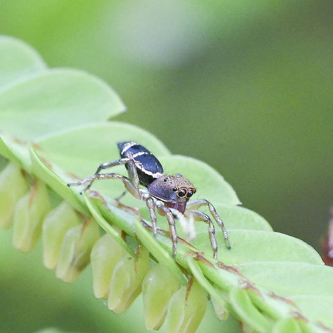 Zenodorus durvillei (Walckenaer, 1837) d'Urville's Jumping Spider Female
https://www.arachne.org.au/01_cms/details.asp?ID=2545 Australia,Geotagged,Summer,Zenodorus durvillei