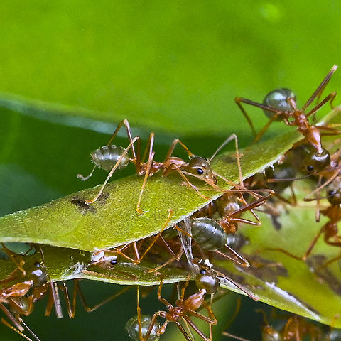Green Ants - Oecophylla smaragdina Green Ants are very common in far north Queensland. They build large nests in trees by sticking the leaves at the end of branches together. Asian Weaver Ant,Australia,Geotagged,Oecophylla smaragdina,Summer