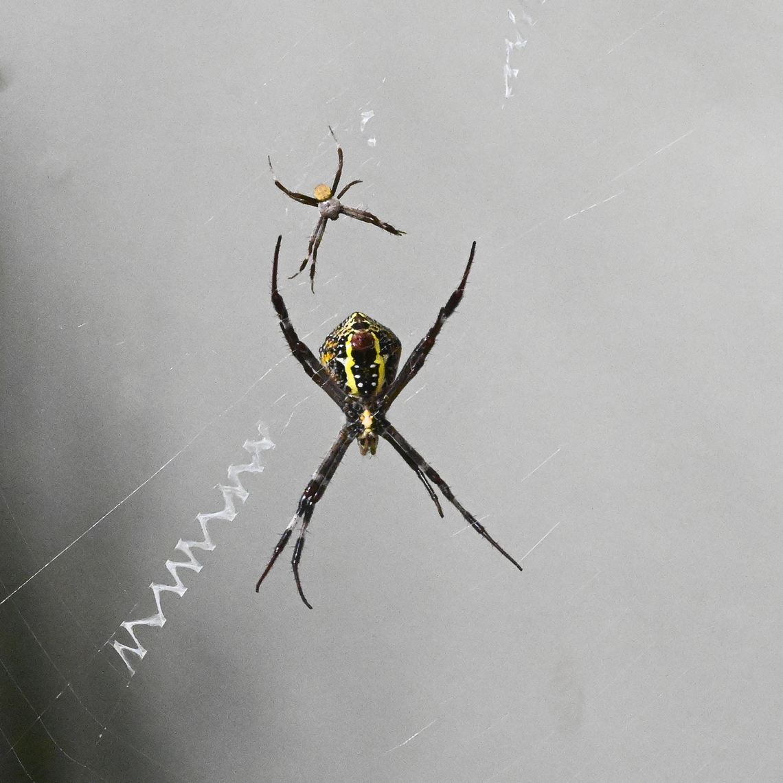 Argiope aetherea (female, ventral) Sexual dimorphism to the max Argiope aetherea,Australia,Geotagged,St Andrews Cross Spider,Summer
