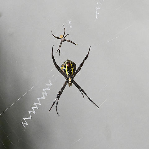 Northern Saint Andrew's Cross Spider