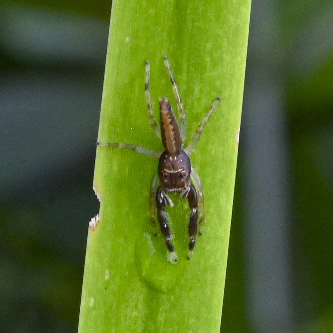 Jumping Spider - Bavia aericeps - female  Australia,Bavia aericeps,Geotagged,Summer,Trite planiceps