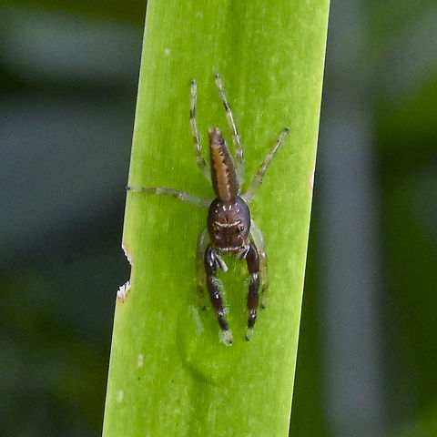 Jumping Spider - Bavia aericeps - female  Australia,Bavia aericeps,Geotagged,Summer,Trite planiceps