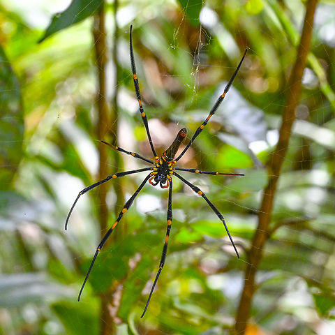 Nephila pilipes - Northern or Giant Golden Orb Weaver Believe it is a female Australia,Geotagged,Giant Golden Orbweaver,Nephila pilipes,Summer
