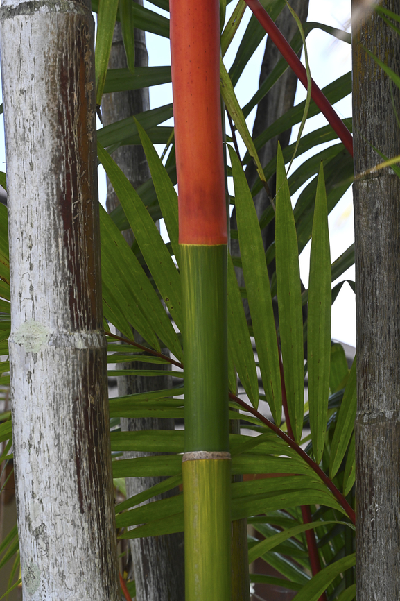 Cyrtostachys renda May have been introduced in Miallo. Just love the colours. Australia,Cyrtostachys renda,Geotagged,Lipstick palm,Summer