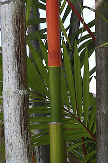 Cyrtostachys renda May have been introduced in Miallo. Just love the colours. Australia,Cyrtostachys renda,Geotagged,Lipstick palm,Summer