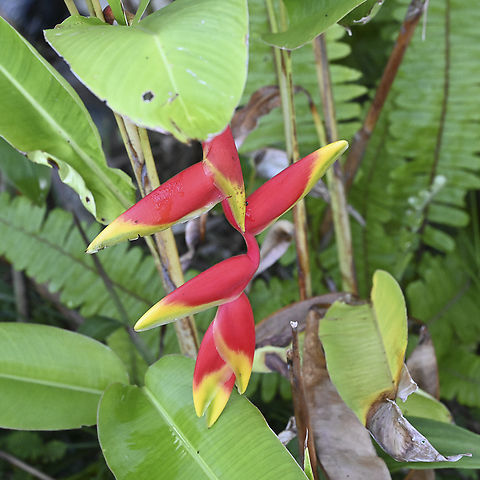Heliconia rostrata - Lobster Claws  Australia,Geotagged,Heliconia rostrata,Lobster Claw,Summer