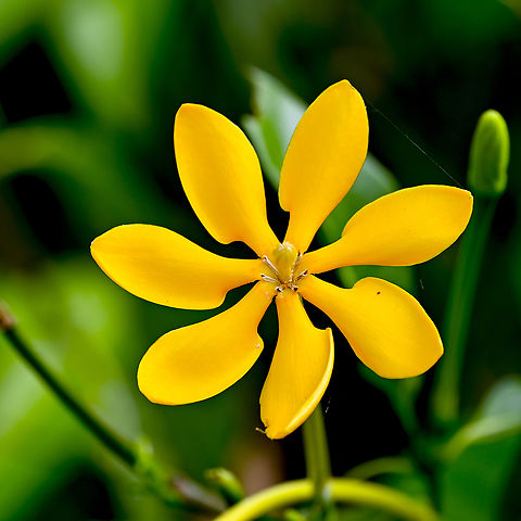 Gardenia sootepensis - Golden Gardenia Native to Thailand and the Pacific Australia,Gardenia sootepensis,Geotagged,Summer