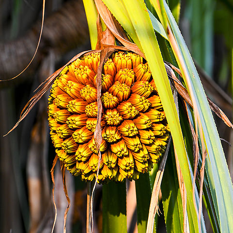 Pandanus Fruit - Screw pine - Pandanus tectorius  Australia,Geotagged,Pandanus tectorius,Summer,Thatch Screwpine