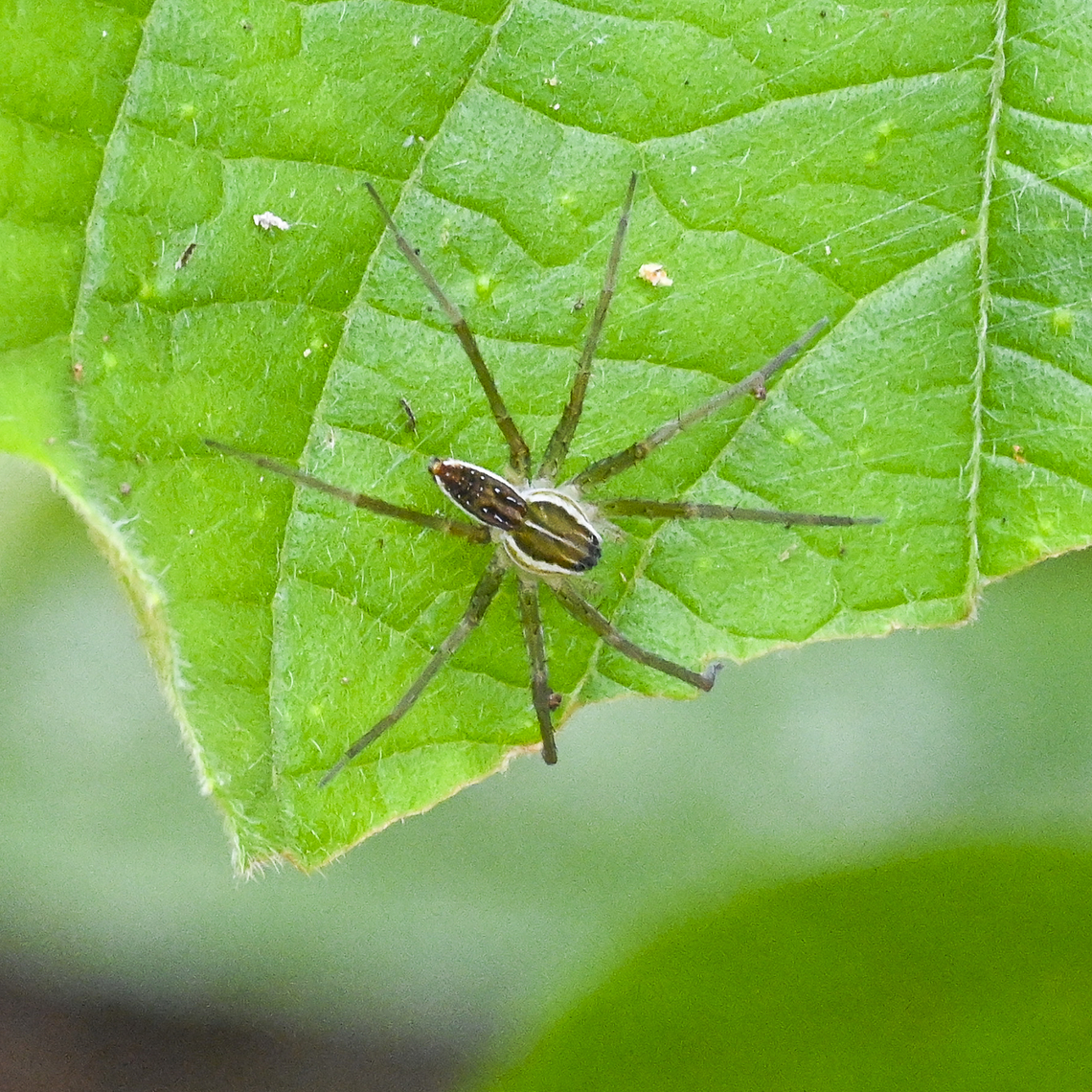 Fishing Spider - Dolomedes facetus  Australia,Dolomedes facetus,Geotagged,Summer