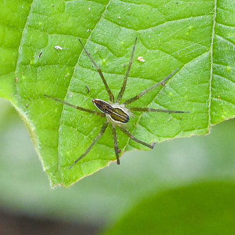 Fishing Spider - Dolomedes facetus  Australia,Dolomedes facetus,Geotagged,Summer