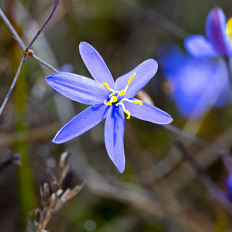 Thelionema caespitosum  Australia,Geotagged,Spring,Thelionema caespitosum,Tufted Lily