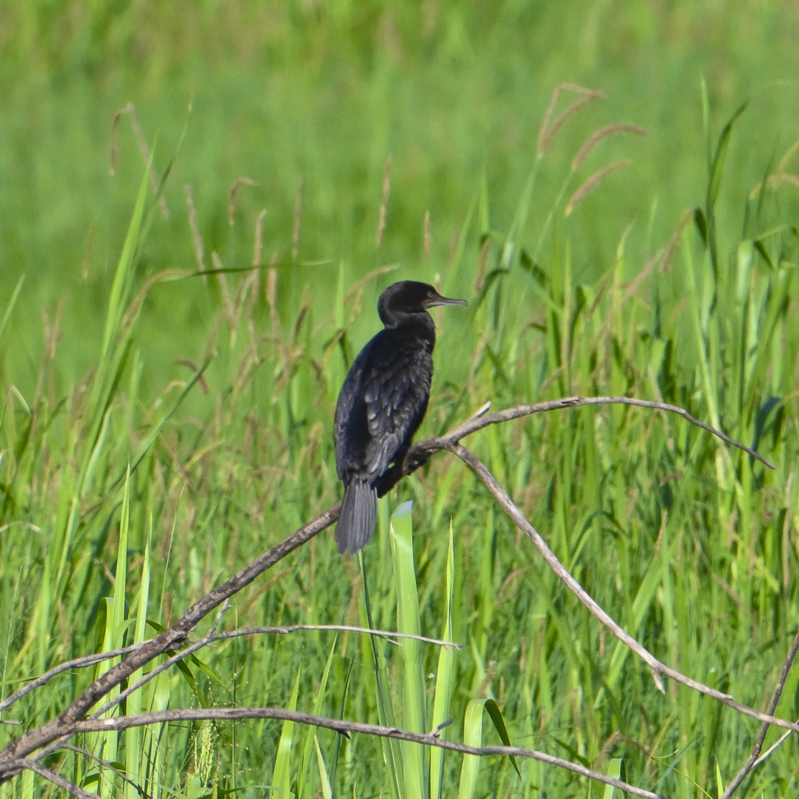 Little Black Cormorant  Australia,Geotagged,Little black cormorant,Phalacrocorax sulcirostris,Summer