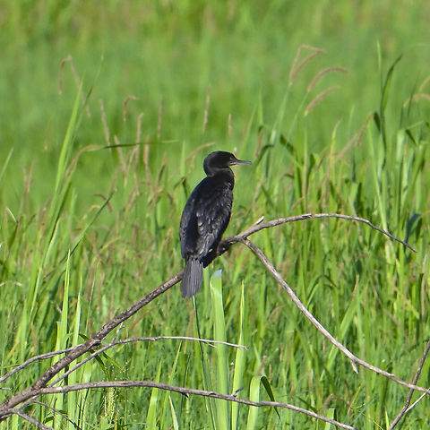 Little Black Cormorant  Australia,Geotagged,Little black cormorant,Phalacrocorax sulcirostris,Summer