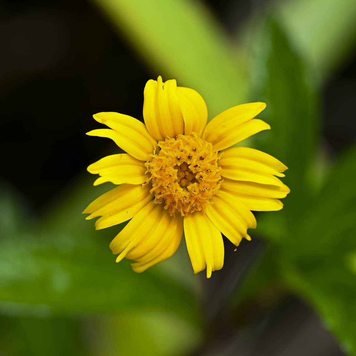 Sphagneticola trilobata  Australia,Geotagged,Sphagneticola trilobata,Summer,Trailing Daisy
