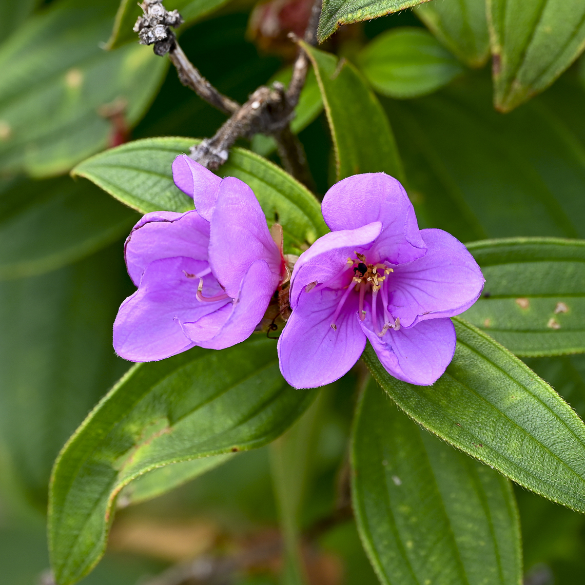 Native Lassiandra - Melastoma malabathricum  Australia,Geotagged,Malabar Melastome,Melastoma malabathricum,Summer