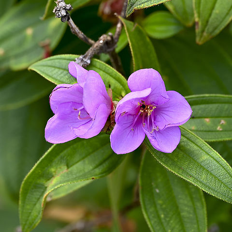 Native Lassiandra - Melastoma malabathricum  Australia,Geotagged,Malabar Melastome,Melastoma malabathricum,Summer