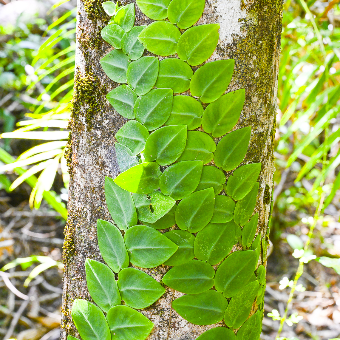 Rhaphidophora hayi I think a &#039;shingling effect&#039; is a great description Australia,Geotagged,Rhaphidophora hayi,Summer