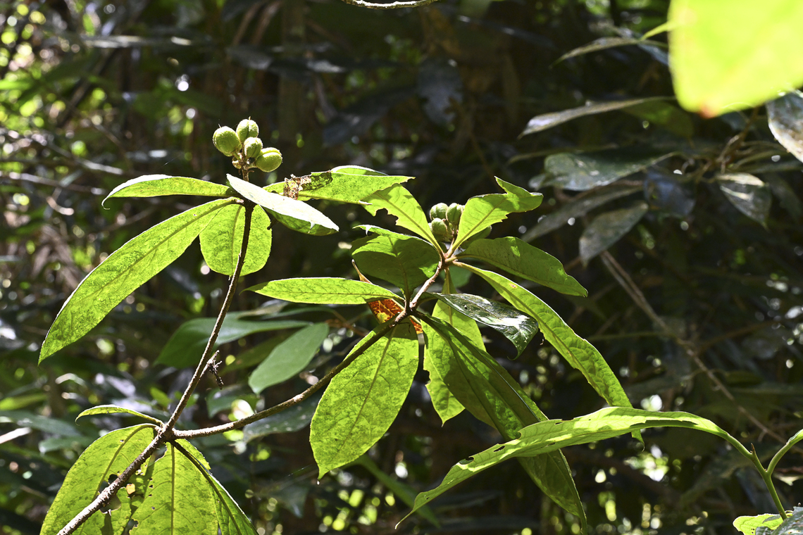 Idiospermum australiense - Ribbonwood  Australia,Geotagged,Idiospermum,Idiospermum australiense,Summer