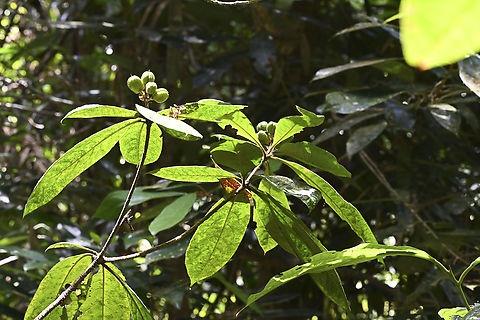 Idiospermum australiense - Ribbonwood  Australia,Geotagged,Idiospermum,Idiospermum australiense,Summer