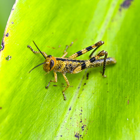 Giant Grasshopper (Valanga irregularis)  - Nymph ?  Australia,Geotagged,Giant Grasshopper,Summer,Valanga irregularis