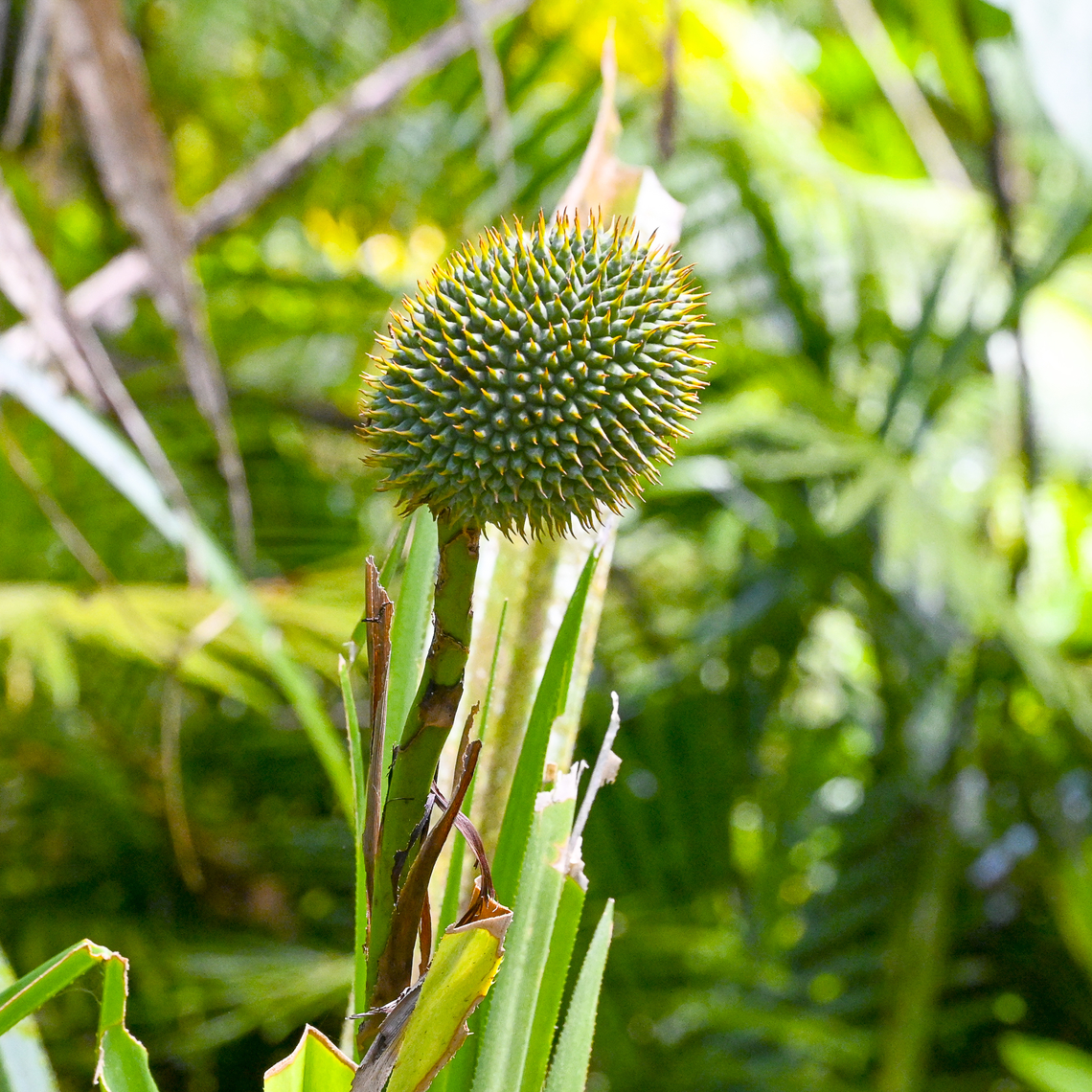 Benstonea monticola - urchin fruited pandan  Australia,Benstonea monticola,Geotagged,Scrub breadfruit,Summer