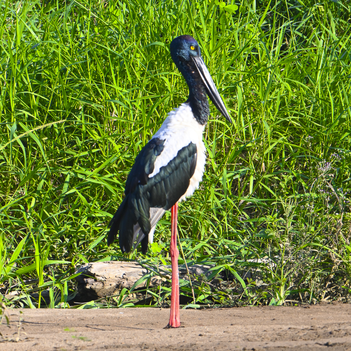 Black necked stork  Australia,Black-necked Stork,Ephippiorhynchus asiaticus,Geotagged,Jabiru,Jabiru mycteria,Summer