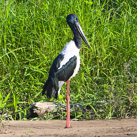 Black necked stork  Australia,Black-necked Stork,Ephippiorhynchus asiaticus,Geotagged,Jabiru,Jabiru mycteria,Summer