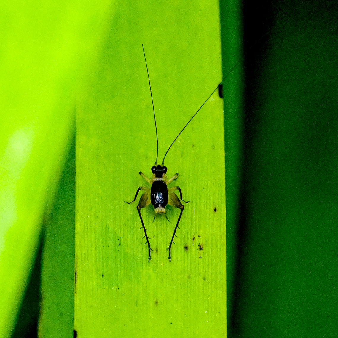 Silent Leaf-runner Cricket - Metioche sp.  Australia,Geotagged,Metioche vittaticollis,Summer