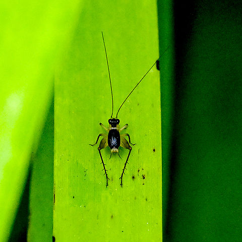 Metioche vittaticollis