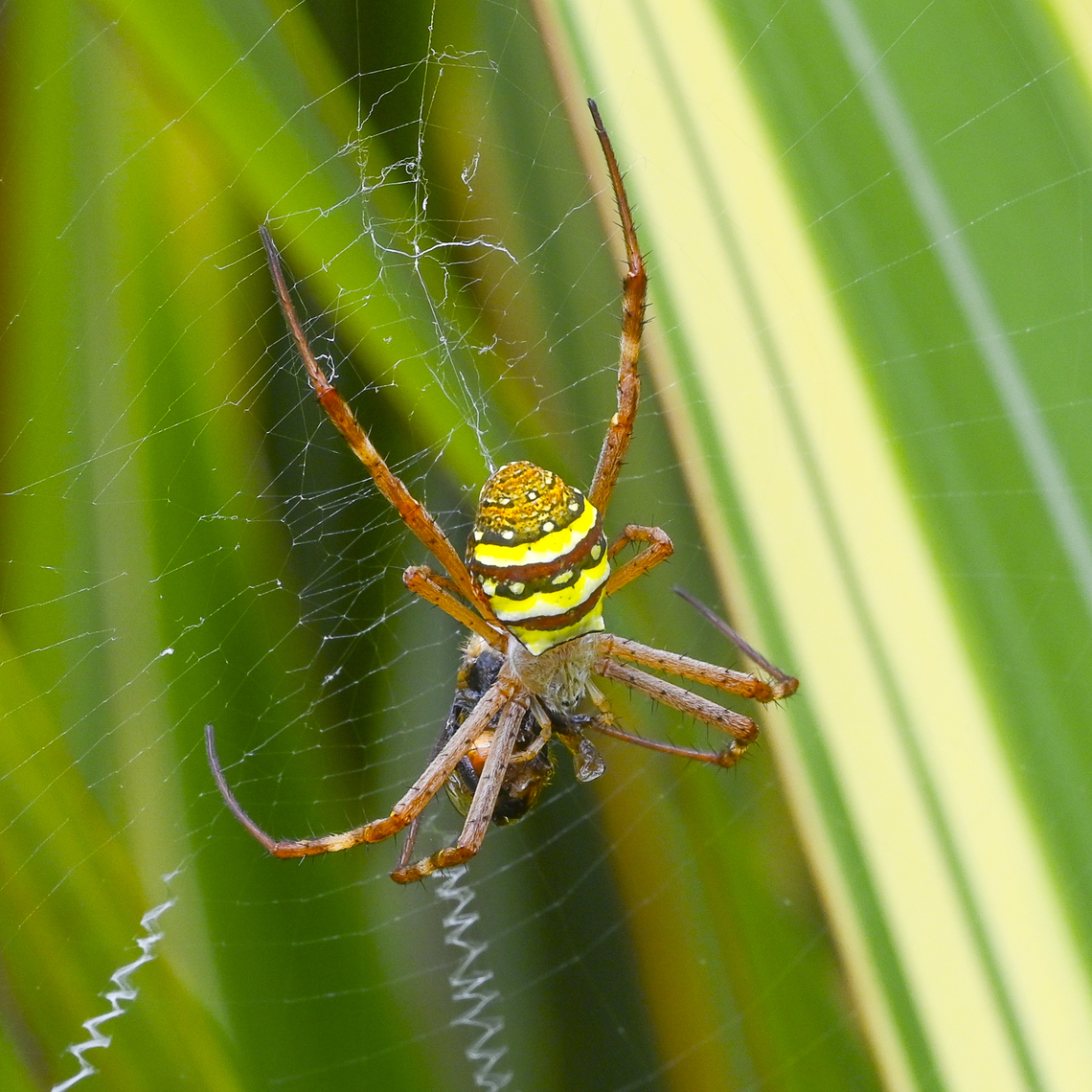 Argiopes keyserlingi Enjoying a lunchtime snack Argiope keyserlingi,Australia,Geotagged,St Andrews cross spider,Summer