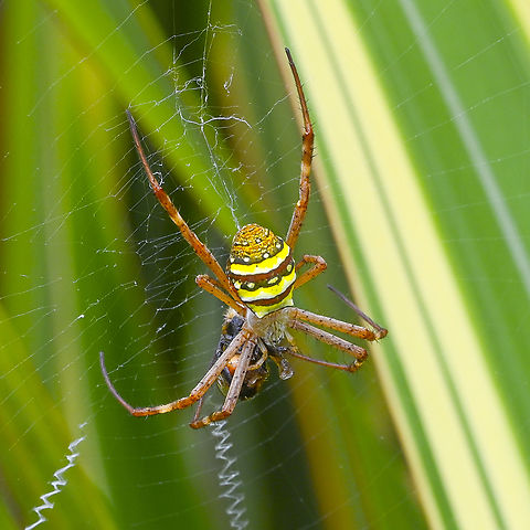 Argiopes keyserlingi Enjoying a lunchtime snack Argiope keyserlingi,Australia,Geotagged,St Andrews cross spider,Summer