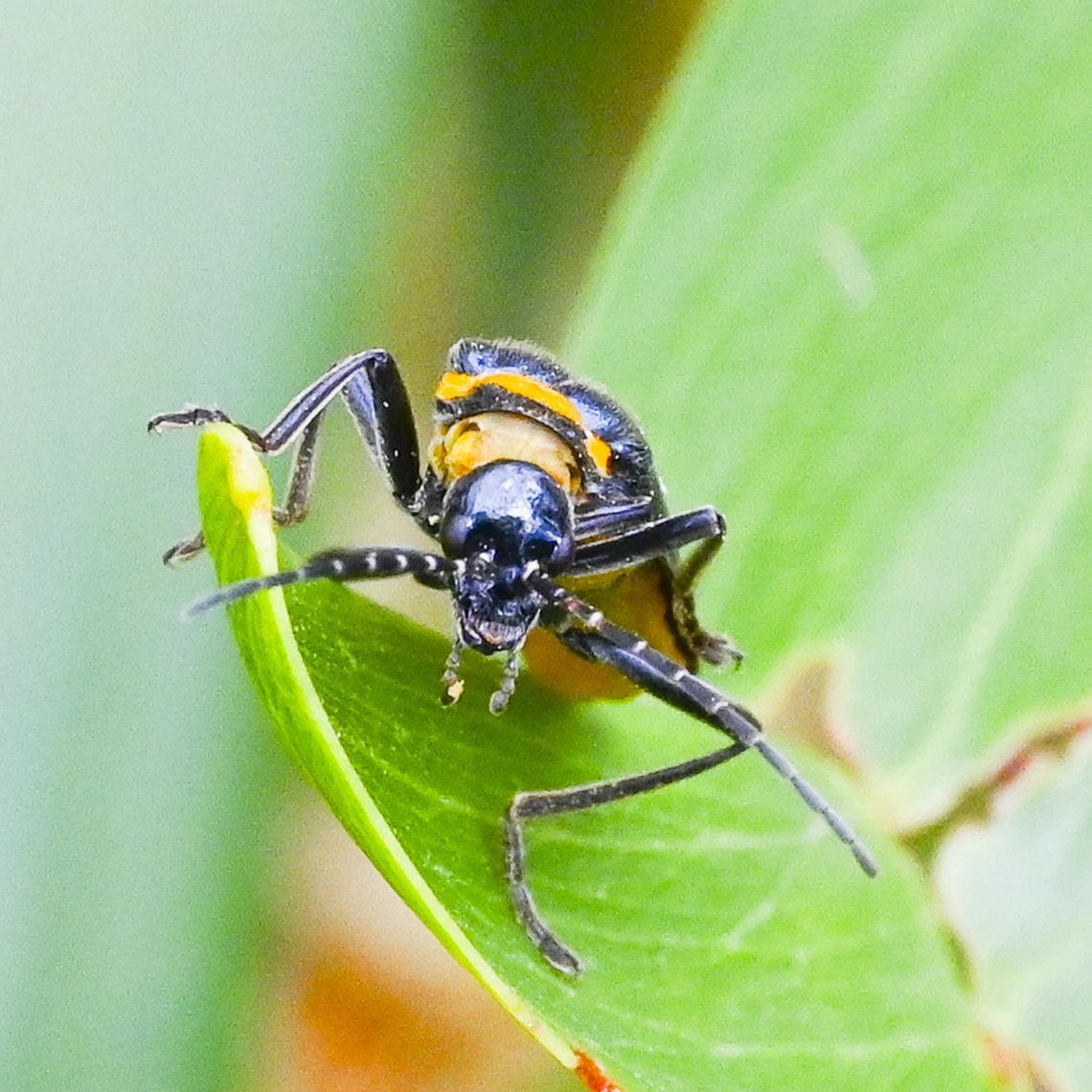 Chauliognathus lugubris Up close and personal Australia,Chauliognathus lugubris,Geotagged,Plague soldier beetle,Summer