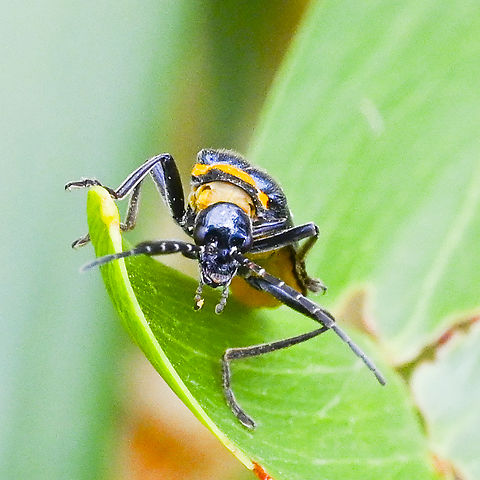 Chauliognathus lugubris Up close and personal Australia,Chauliognathus lugubris,Geotagged,Plague soldier beetle,Summer