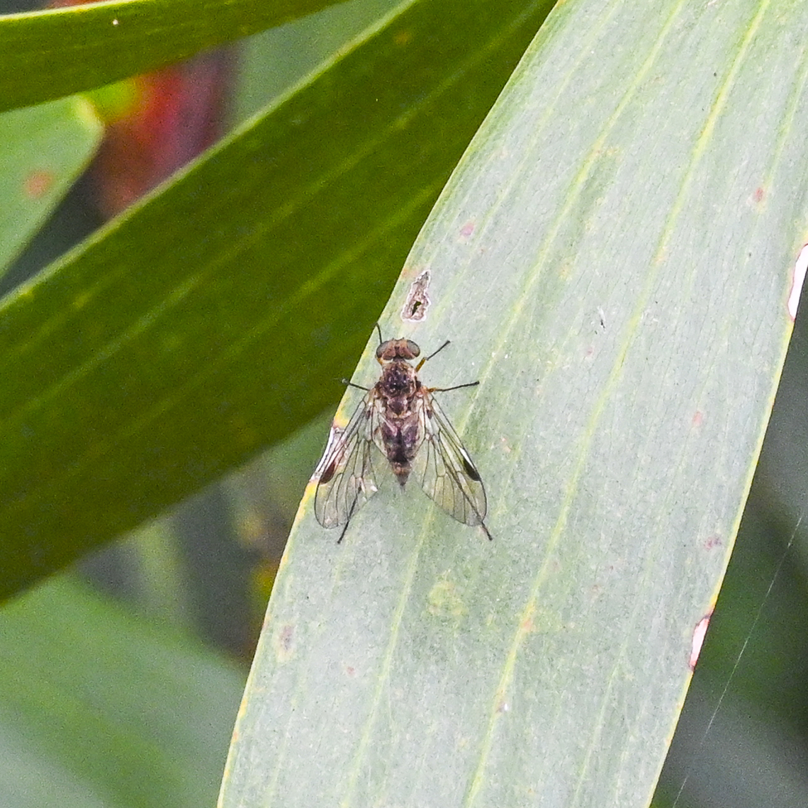 A Snipe Fly - Chrysopilus  Australia,Geotagged,Summer,Winter