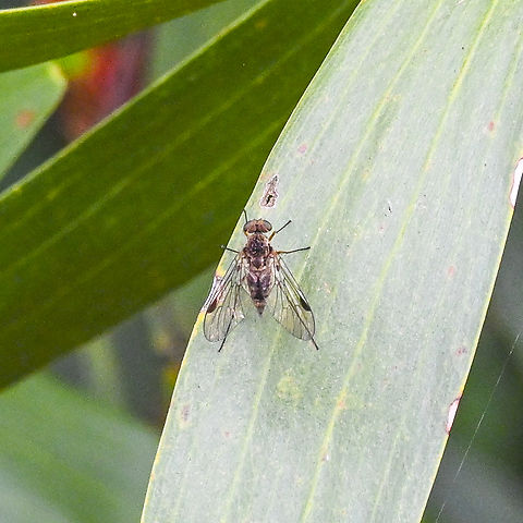 A Snipe Fly - Chrysopilus  Australia,Geotagged,Summer,Winter