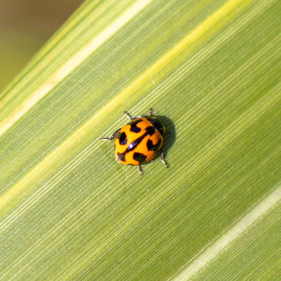 Coccinella transversalis - transverse lady beetle Trying out a new travel camera Australia,Coccinella transversalis,Geotagged,Summer,Transverse Ladybird