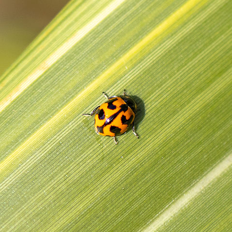 Coccinella transversalis - transverse lady beetle Trying out a new travel camera Australia,Coccinella transversalis,Geotagged,Summer,Transverse Ladybird