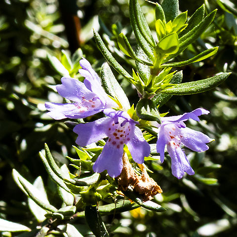 Westringia - Coastal rosemary  Australia,Coastal Rosemary,Geotagged,Summer,Westringia fruticosa