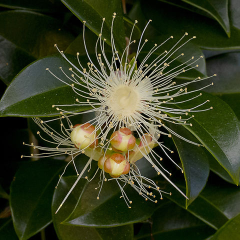 Syzygium paniculatum - Magenta lilly pilly  Australia,Brush Cherry,Geotagged,Summer,Syzygium paniculatum